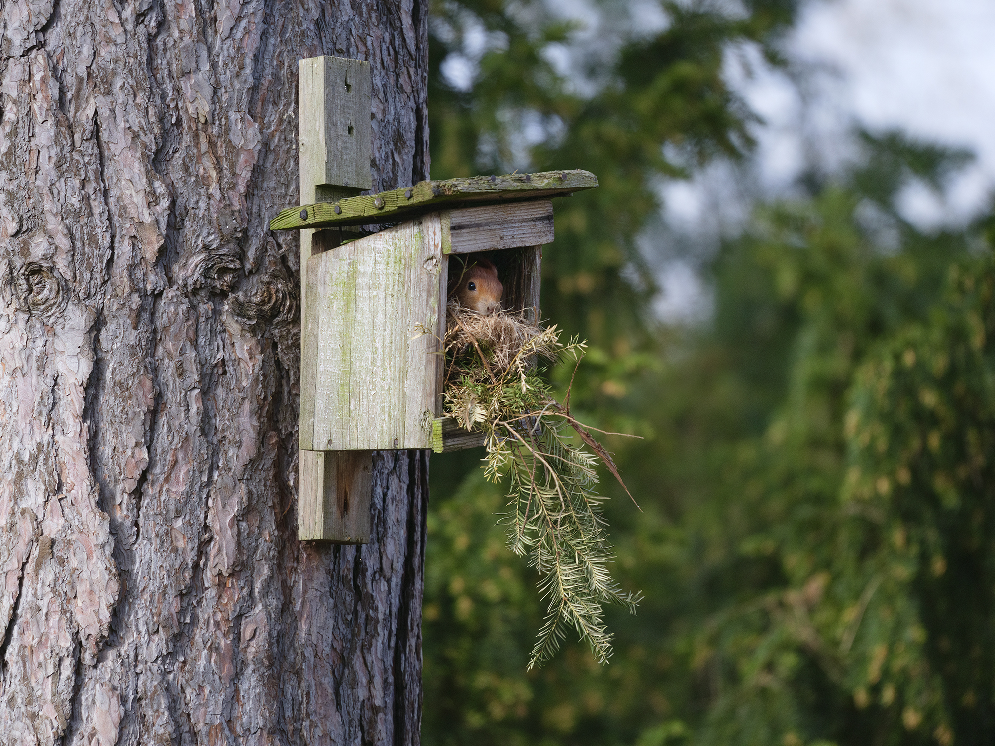 Auch Eichhörnchen ...